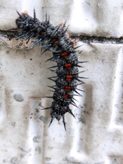 Nymphalis antiopa antiopa