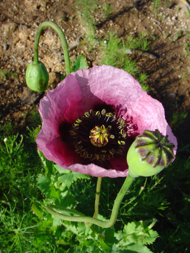 Papaver image