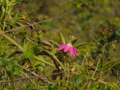 Passiflora sublanceolata