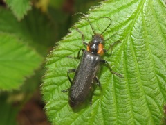 Cantharis paradoxa