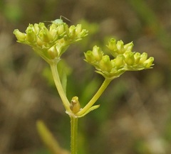 Valerianella pontica
