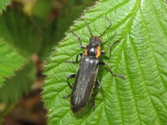 Cantharis paradoxa