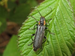 Cantharis paradoxa