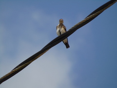 Stelgidopteryx serripennis ridgwayi