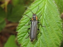 Cantharis paradoxa