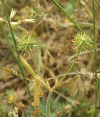 Trifolium leucanthum