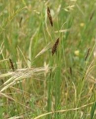 Carex melanostachya