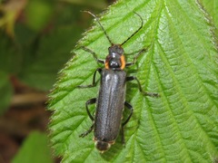 Cantharis paradoxa