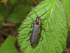 Cantharis paradoxa