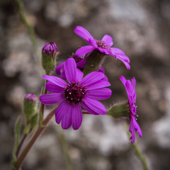 Senecio macrocephalus