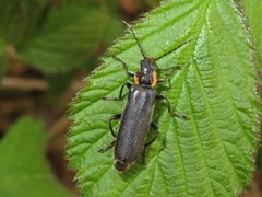 Cantharis paradoxa