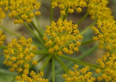 Pastinaca clausii
