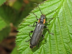 Cantharis paradoxa