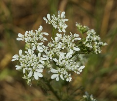 Bifora radians