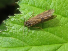 Holocentropus picicornis