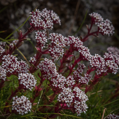 Crassula setulosa setulosa