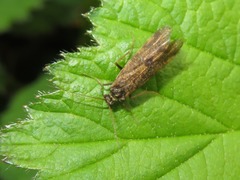 Holocentropus picicornis