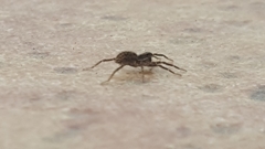 Lycosidae