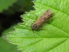 Holocentropus picicornis