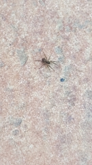 Lycosidae