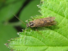 Holocentropus picicornis