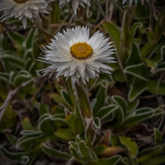 Helichrysum marginatum