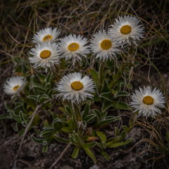Helichrysum marginatum