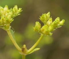 Valerianella pontica
