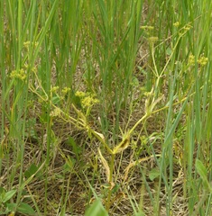 Valerianella pontica