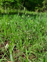 Dichanthelium leibergii
