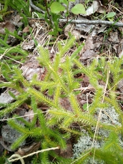 Lycopodium clavatum
