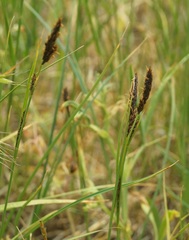 Carex melanostachya