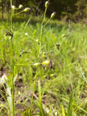 Dichanthelium leibergii