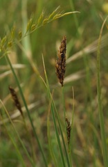Carex melanostachya