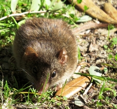 Antechinus agilis