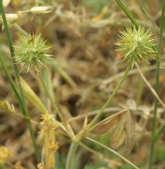 Trifolium leucanthum