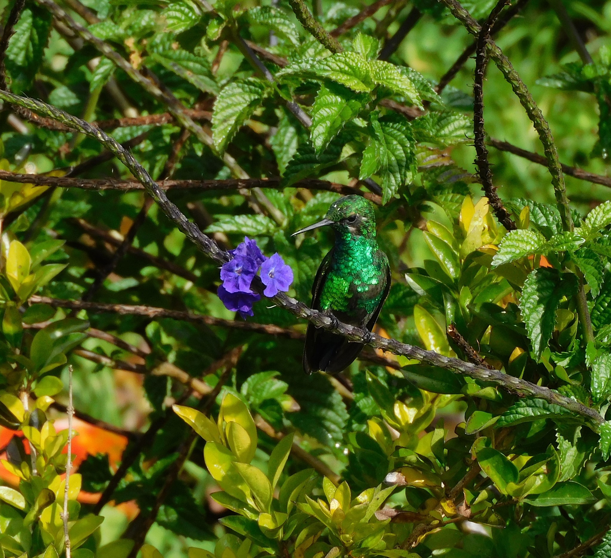 Steely-vented Hummingbird illustration