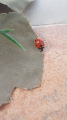 Coccinella septempunctata