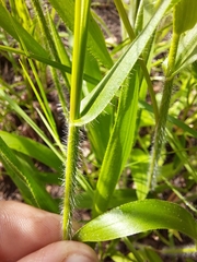 Dichanthelium leibergii
