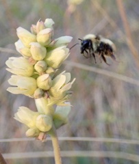 Bombus nevadensis