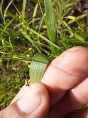 Dichanthelium leibergii