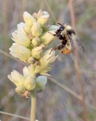 Bombus nevadensis