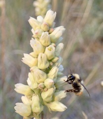 Bombus nevadensis