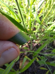 Dichanthelium leibergii