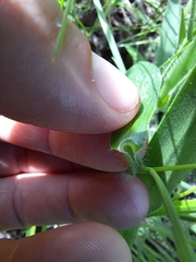 Dichanthelium leibergii