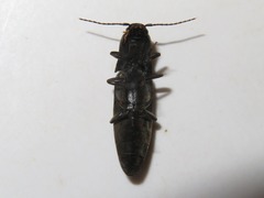 Ectinus aterrimus