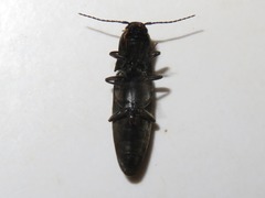 Ectinus aterrimus