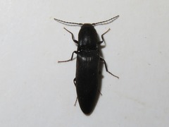 Ectinus aterrimus