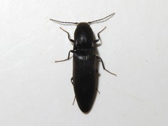 Ectinus aterrimus