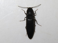Ectinus aterrimus